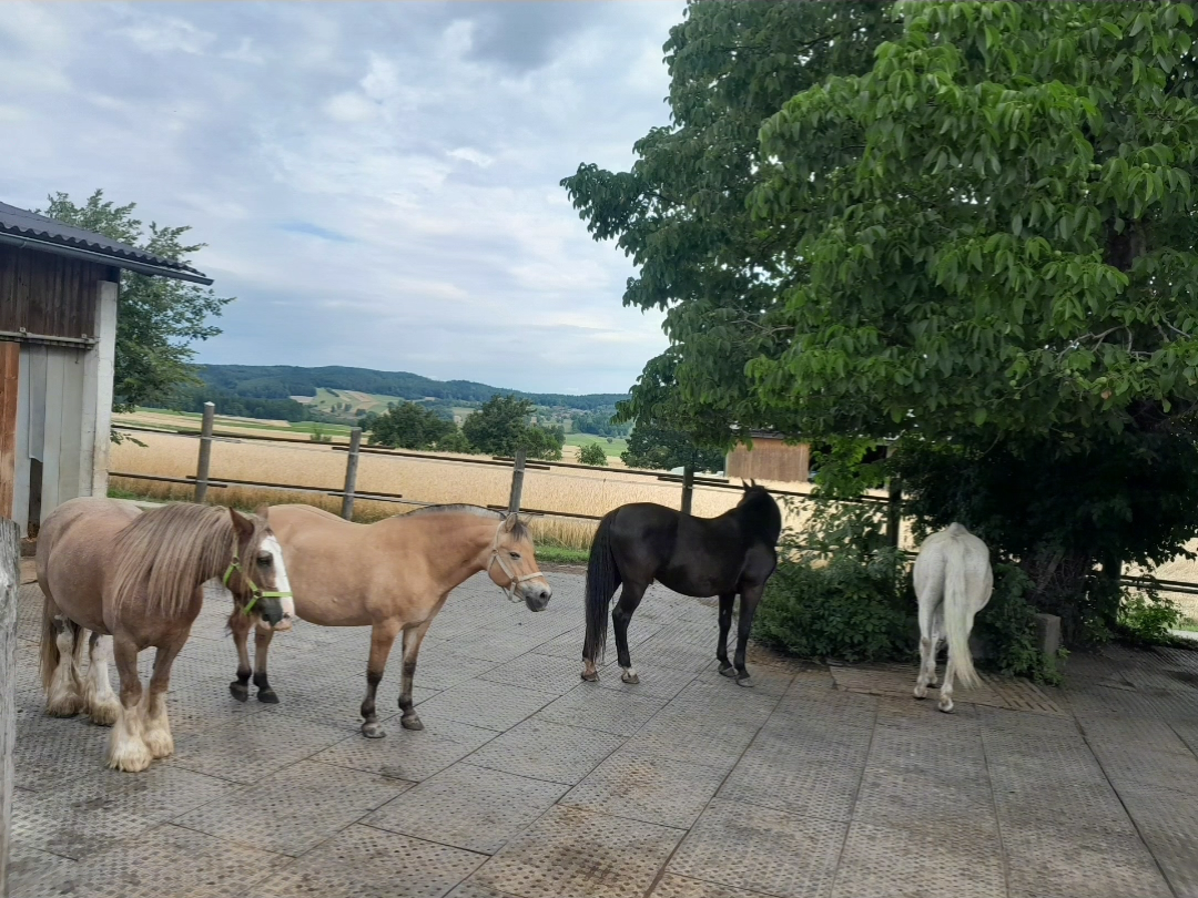 Mehrere Pferde auf dem Paddock