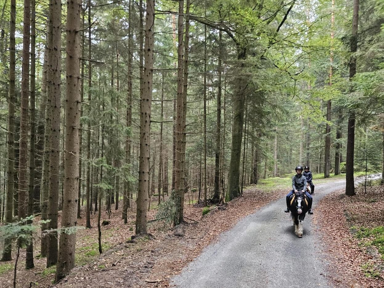 Ausritt auf einem Waldweg