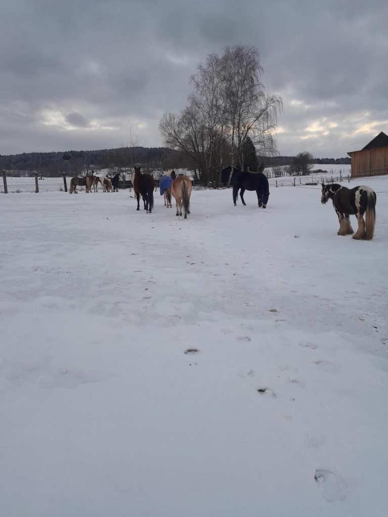 Koppel im Schnee