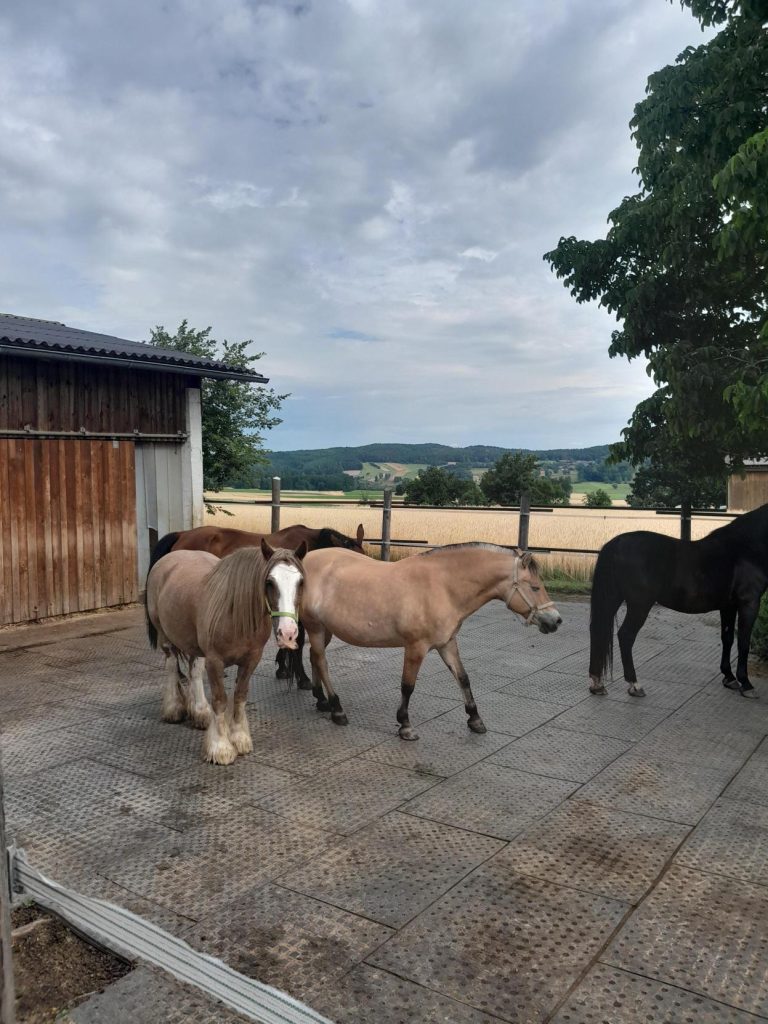 Offenstall mit Stall